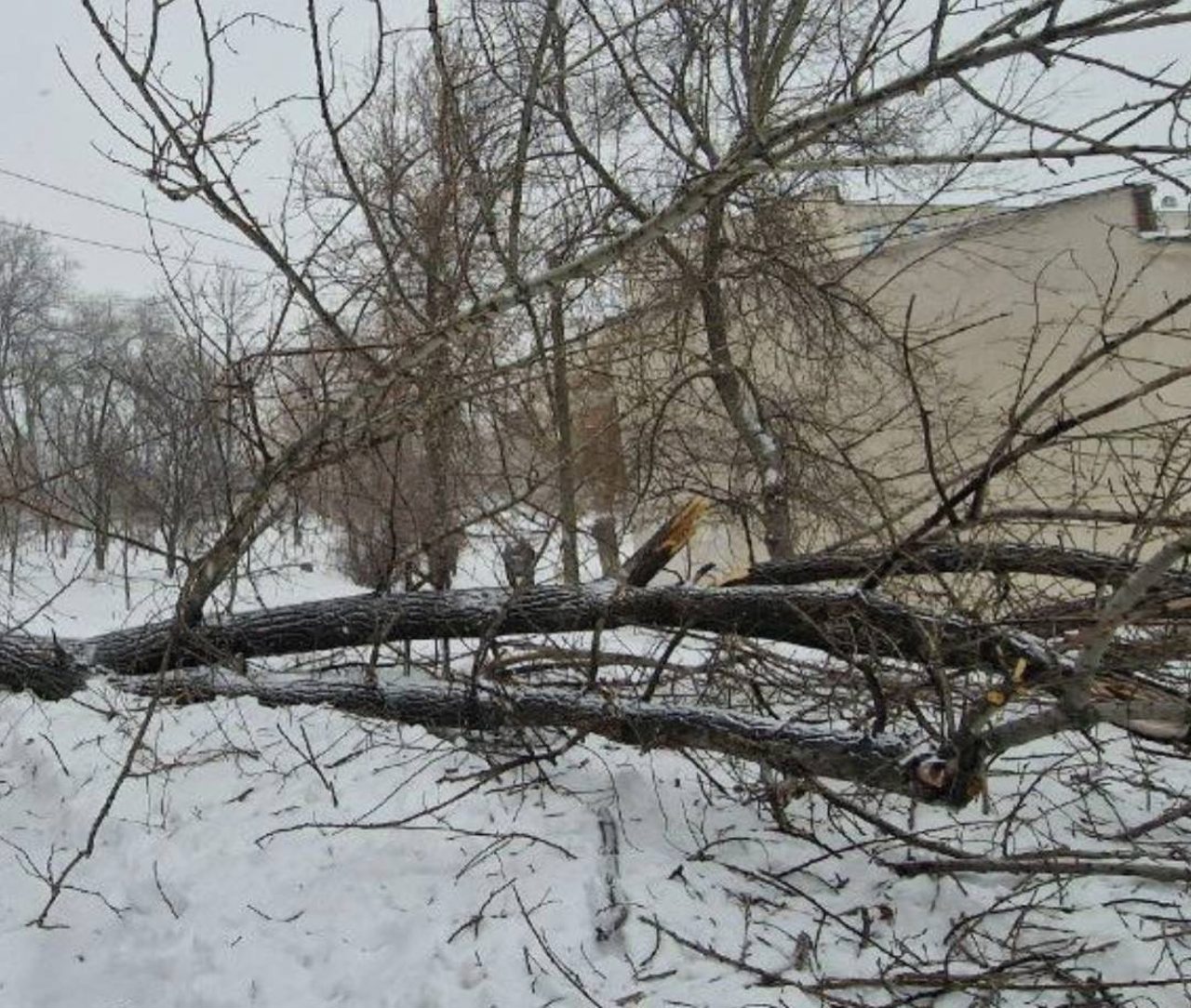 Дерево упало на дорогу