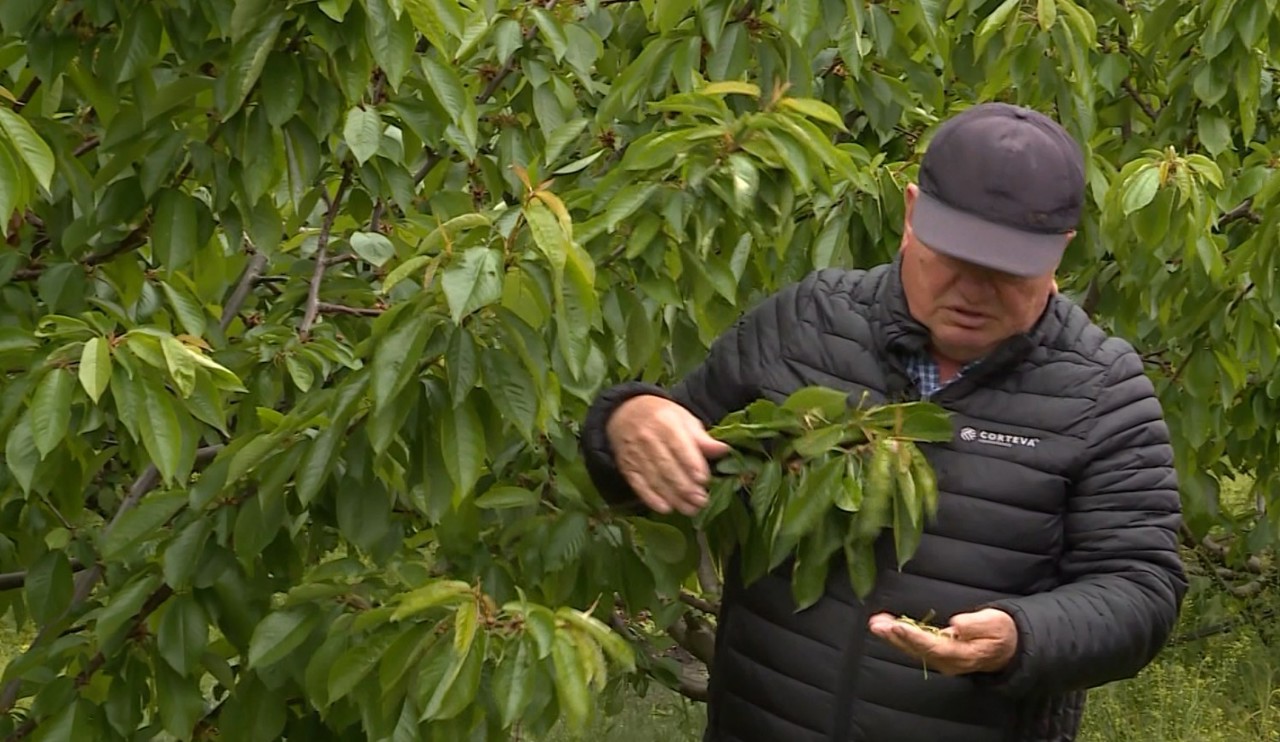 O noapte cu temperaturi negative poate șterge munca unui sezon întreg, spun agricultorii afectați de înghețuri