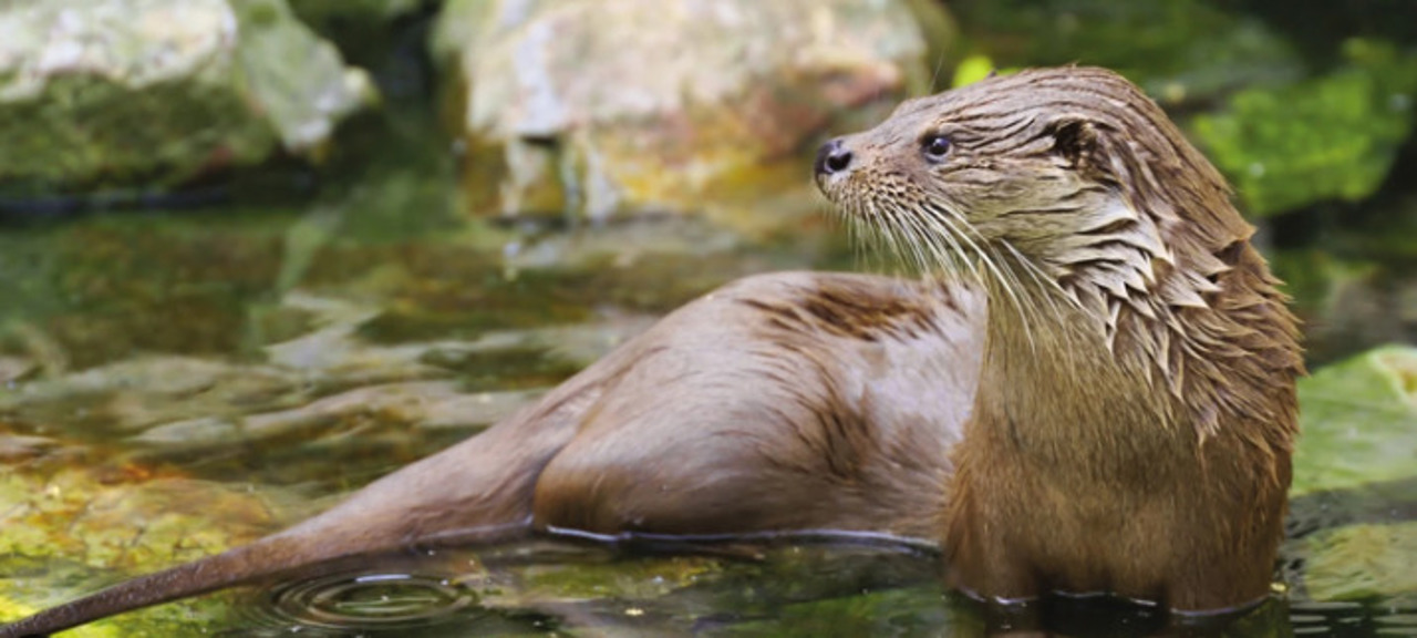 Moldova to publish updated endangered species register by 2027