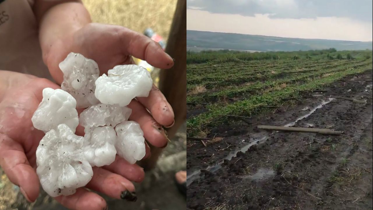 Vladimir Bolea: Agricultorii, ale căror terenuri agricole au fost compromise de ploile torențiale, vor primi ajutor din partea statului