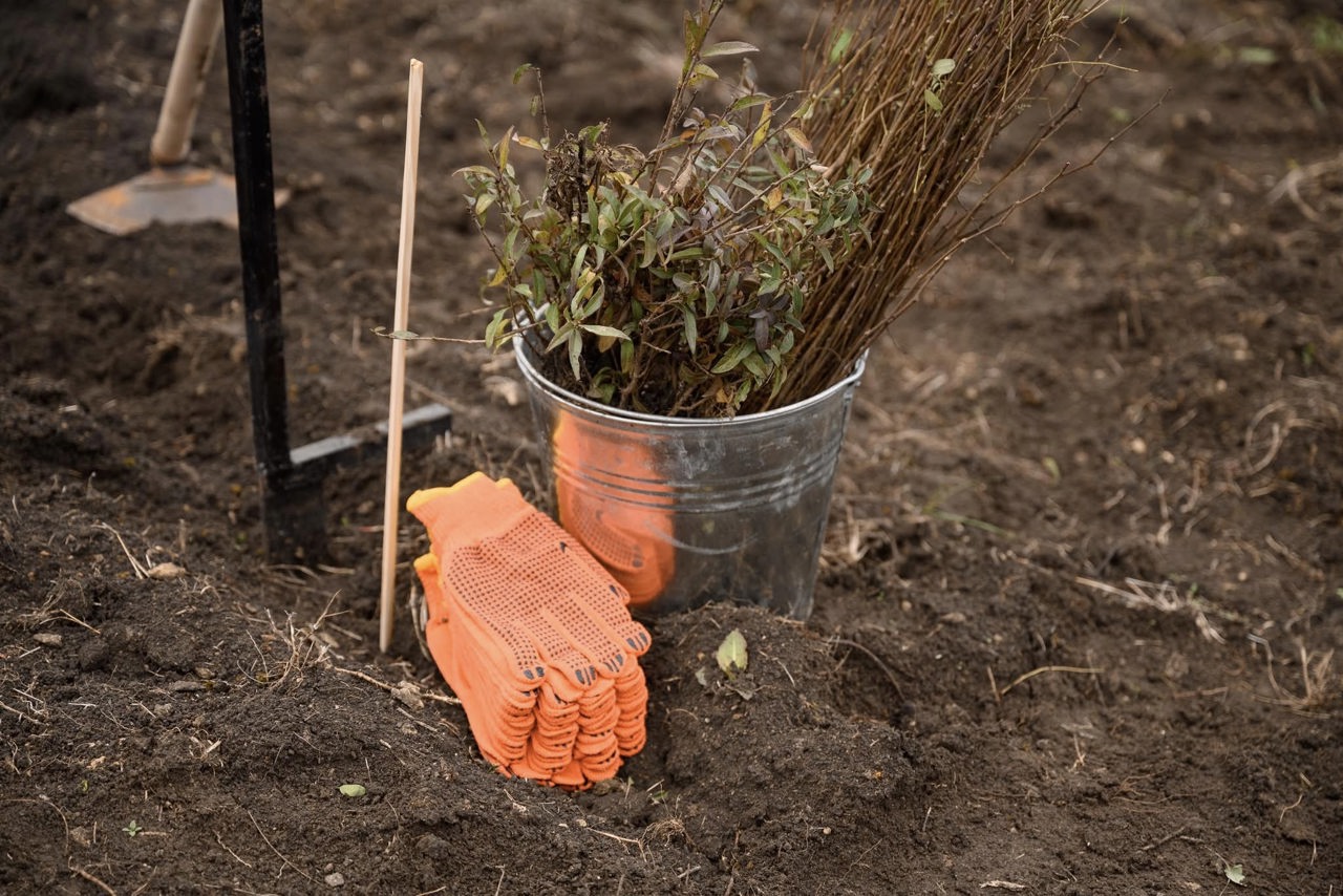 Forests will expand by 3,000 hectares; Environment Minister: “We’ll plant 11 million saplings”