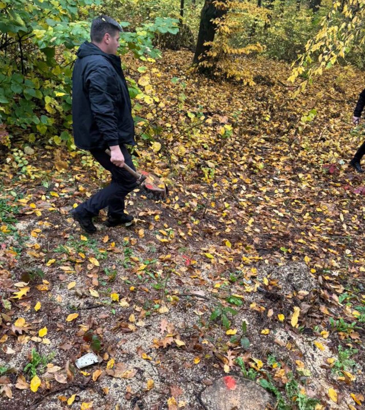 Defrișări de 2.5 milioane de lei dintr-un parc din Edineț. Antreprenorul contractat: „Nu tai o creangă fără a coordona”