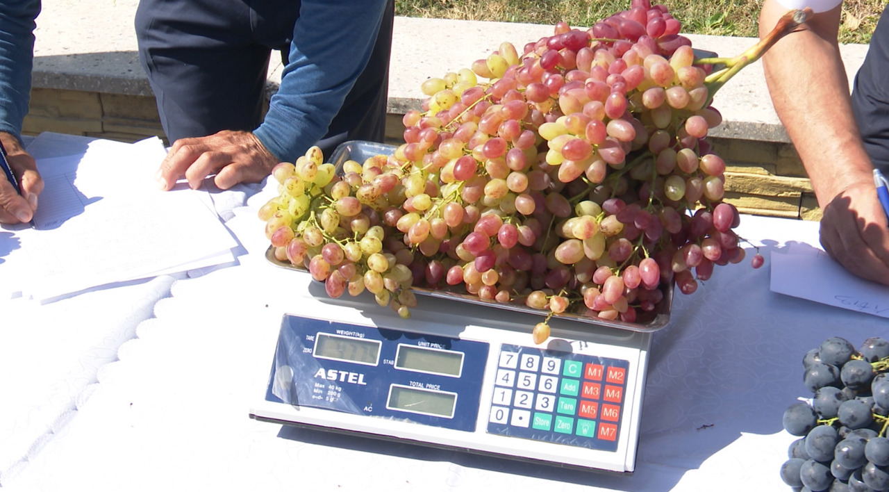 Five-kilogram bunch, the star of the Cimișlia Grape Festival