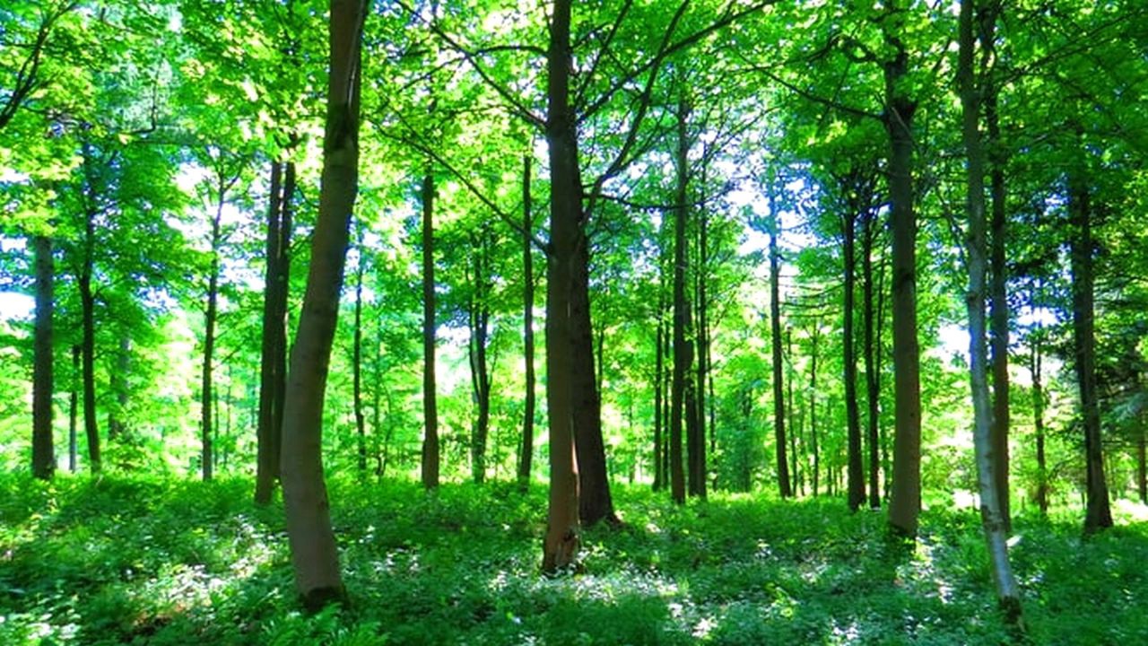 Правительство назначило нового заместителя директора агентства Moldsilva