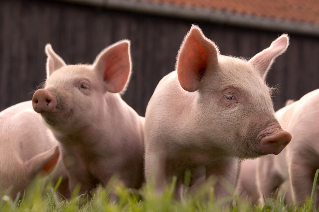 African swine fever and rabies on the rise: ANSA reports six new outbreaks in two weeks