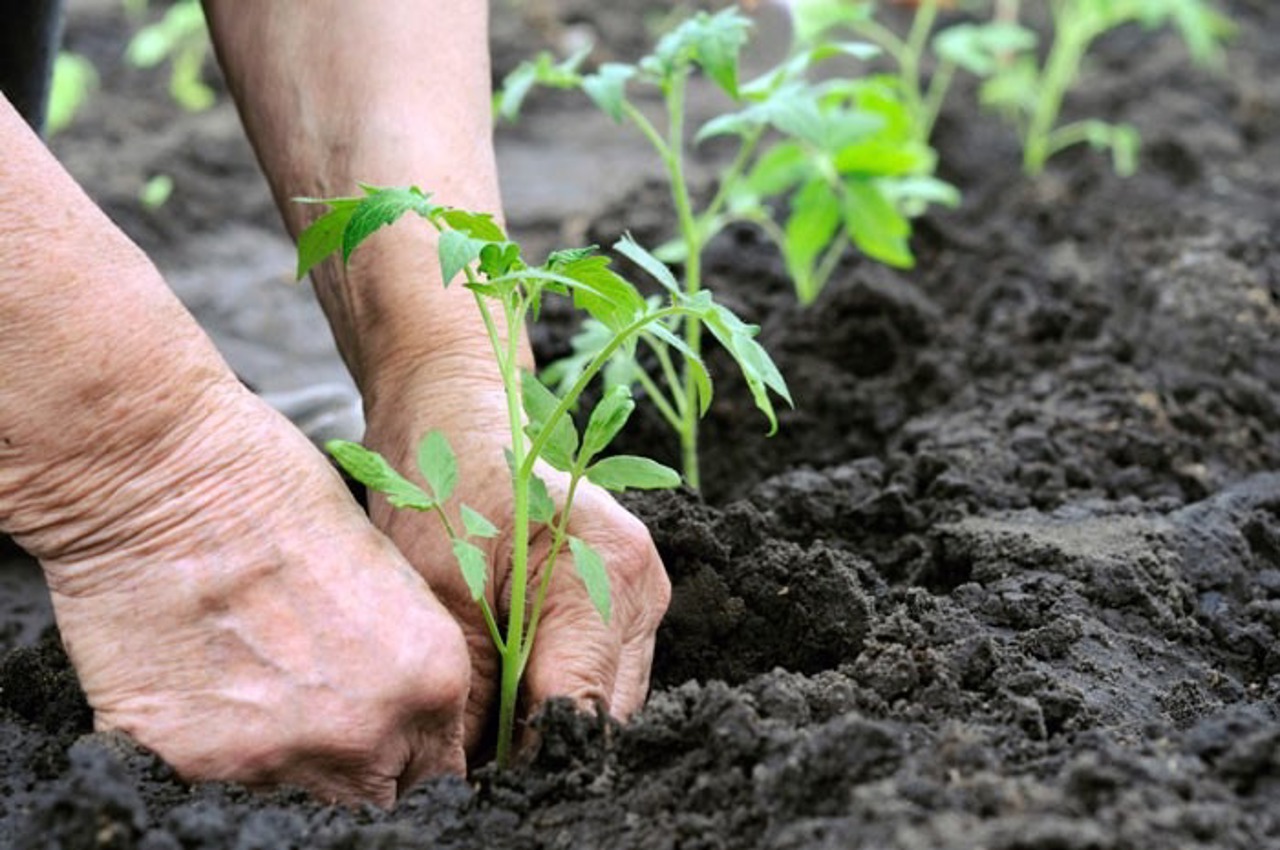 În piețele din capitală a apărut răsadul de legume, care poate fi plantat atât în sere, cât și în grădină