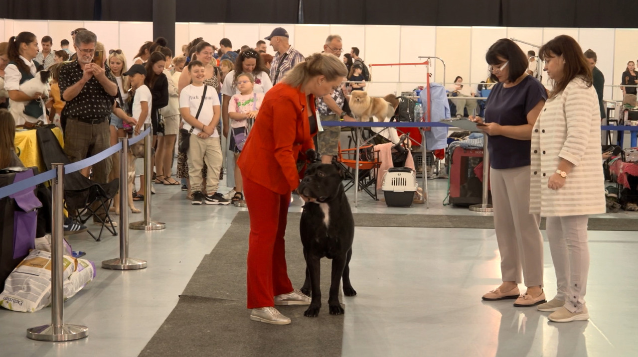 Chisinau Dog Show: 200 dogs compete for top prizes