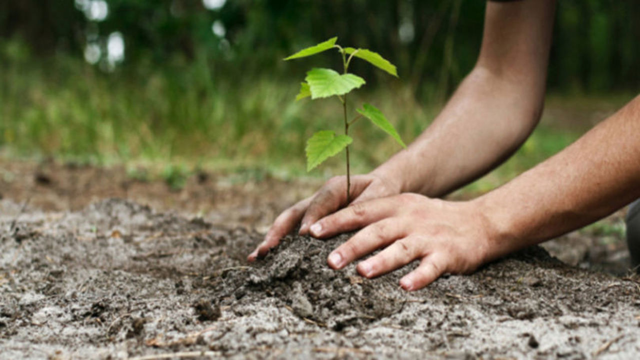 Satul din R. Moldova care nu avea nicio pădure și a plantat una 