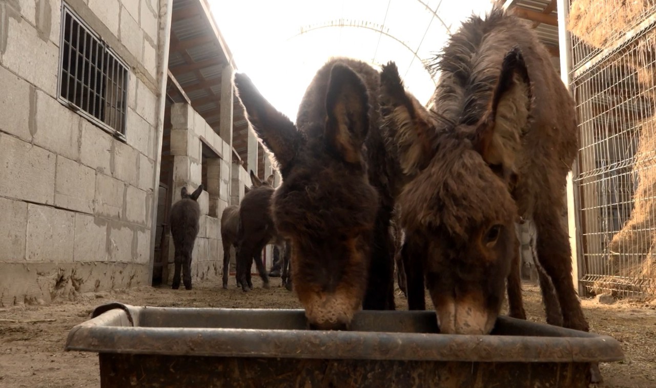 Rare and therapeutic: Female donkey milk from Step-Soci farmer gains attention