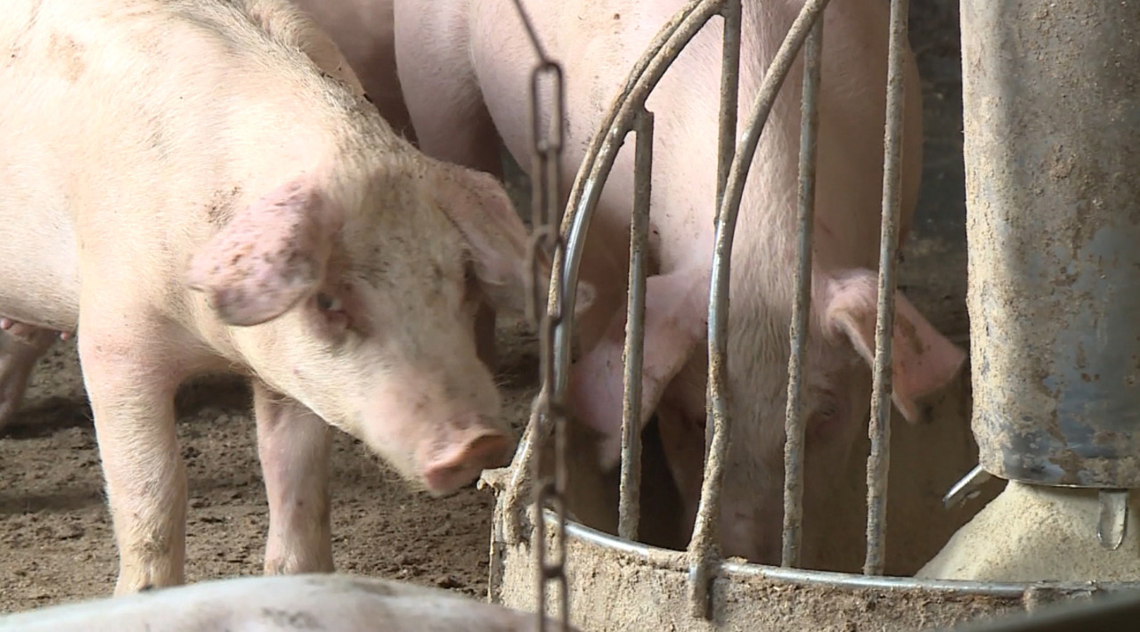 După ani de muncă peste hotare, un bărbat din Râșcani a dezvoltat o fermă de 400 de porci în satul natal