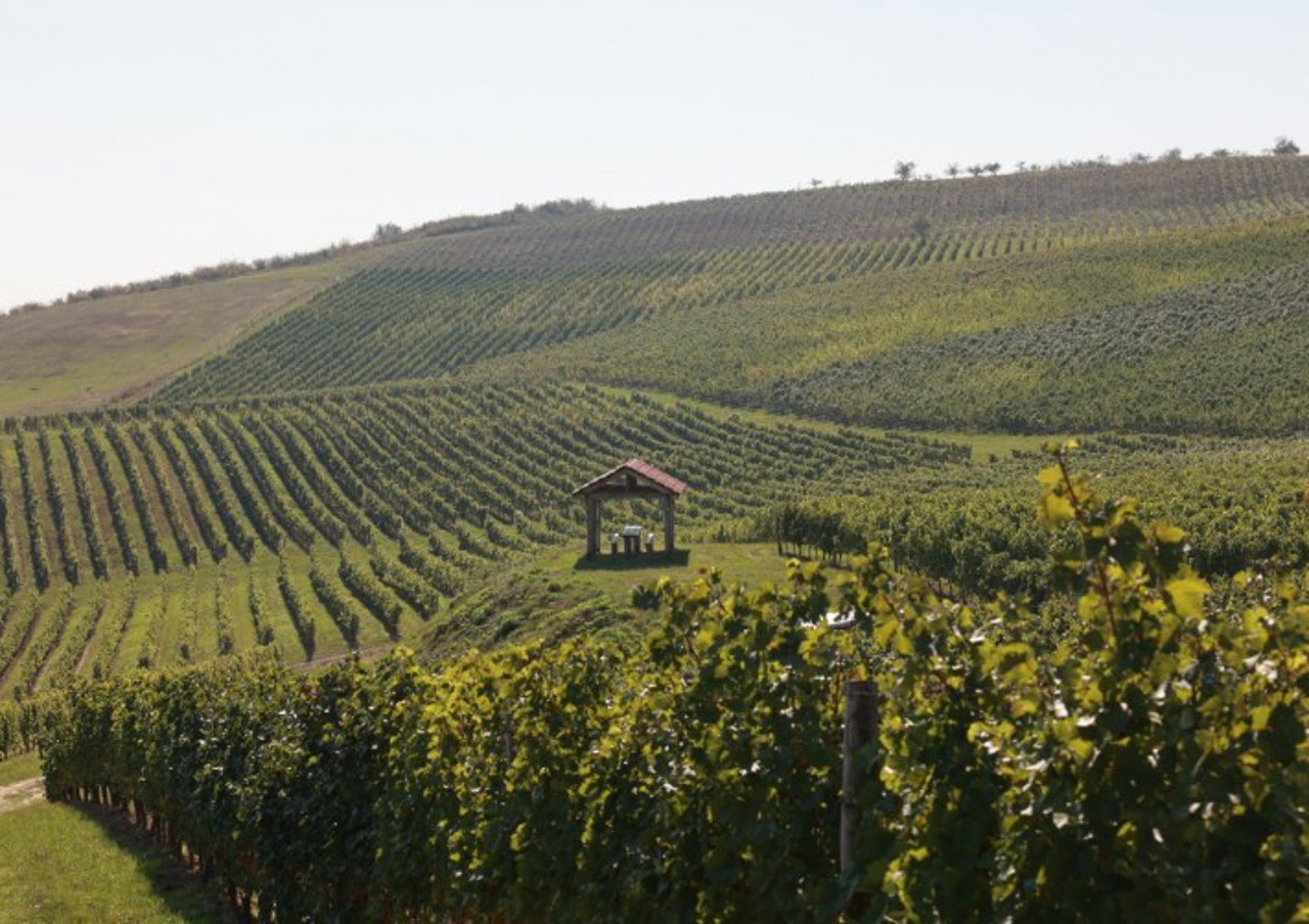 DECLARAȚIE | Legislația R. Moldova din domeniul vitivinicol, aliniată în proporție de aproximativ 90% la standardele UE