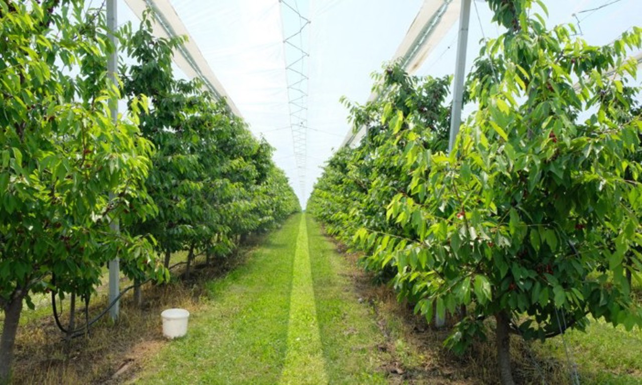 Ajutor pentru fermieri: autoritățile acordă despăgubiri de până la 14.000 de lei per ha pentru plantațiile distruse