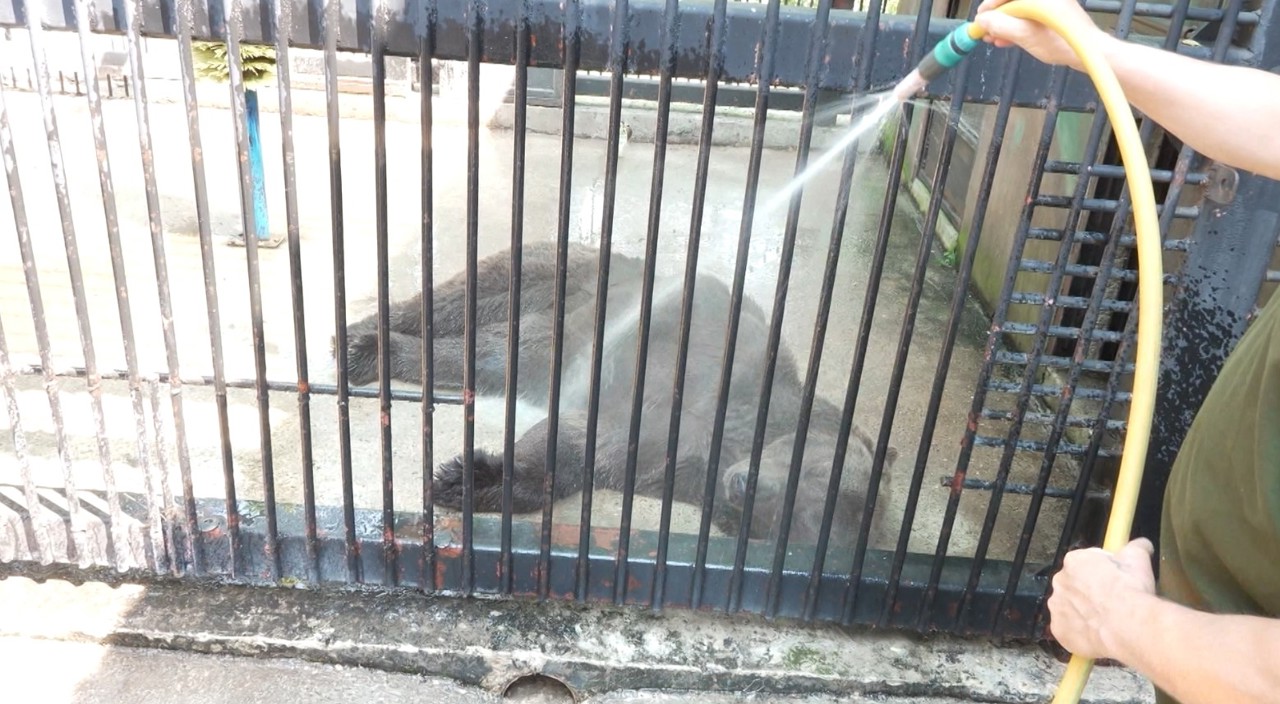 Canicula, greu de suportat de animalele din Grădina Zoologică: Băi cu apă rece și fructe congelate   