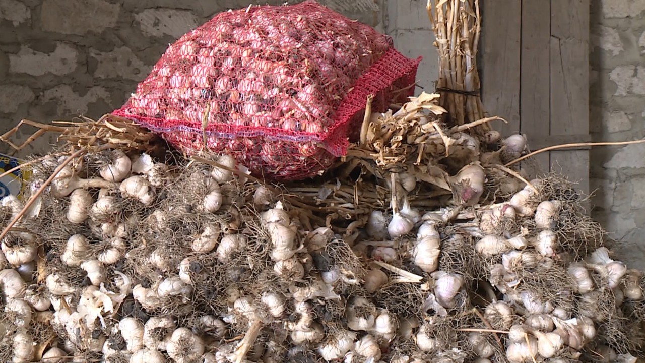 Locuitor din comuna Tohatin, unul dintre puținii agricultori care cultivă usturoi 