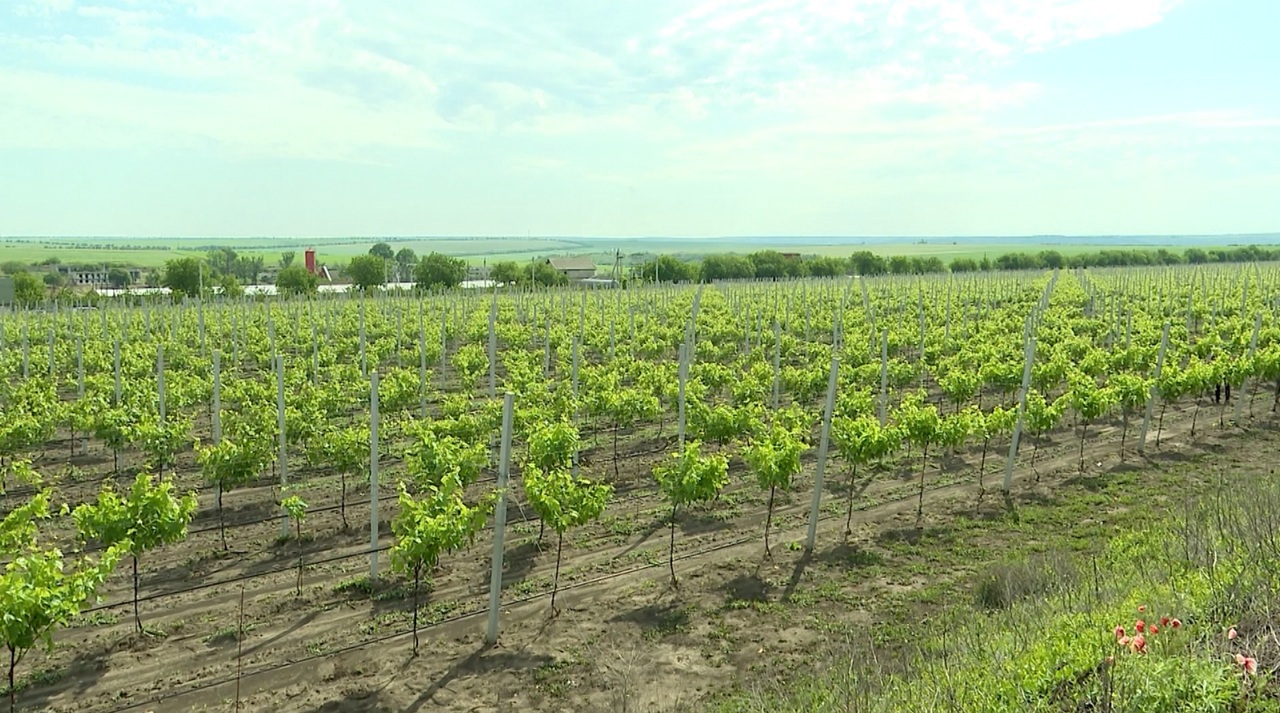 Un tânăr din satul Grigorievca deține o plantație modernă de viță-de-vie, cu sprijin de la stat 