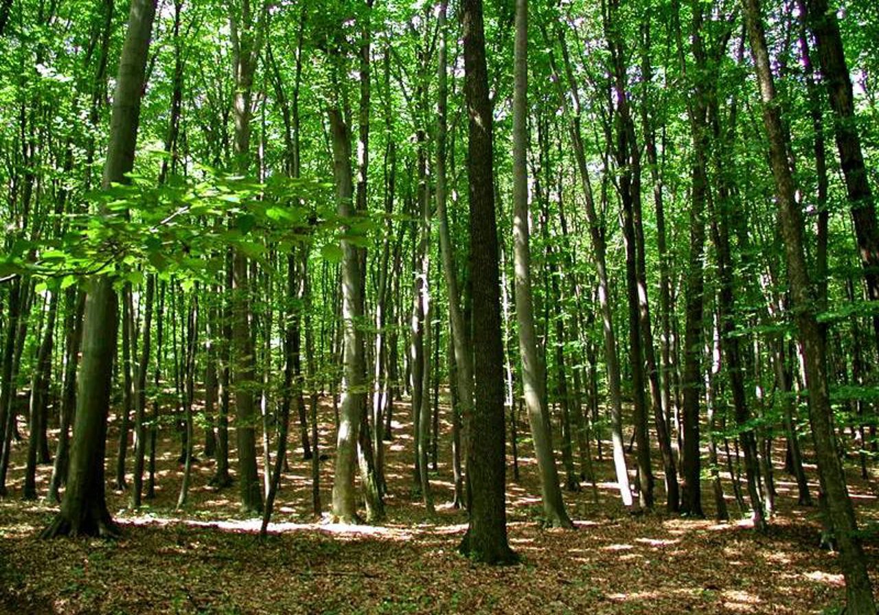 R. Moldova își „numără” pădurile: Procesul va continua timp de cinci ani și va costa 2.4 milioane de euro 