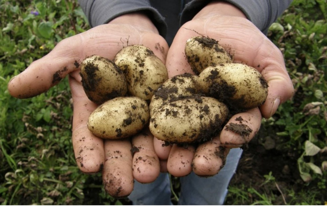 Metoda lui Niculiță: cartofi ecologici, cultivați la Hâncești