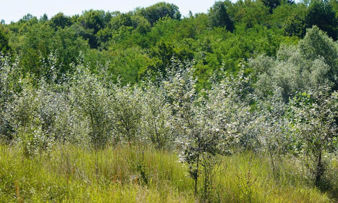 Pădurile private, soluție pentru a impulsiona extinderea suprafețelor împădurite din R. Moldova
