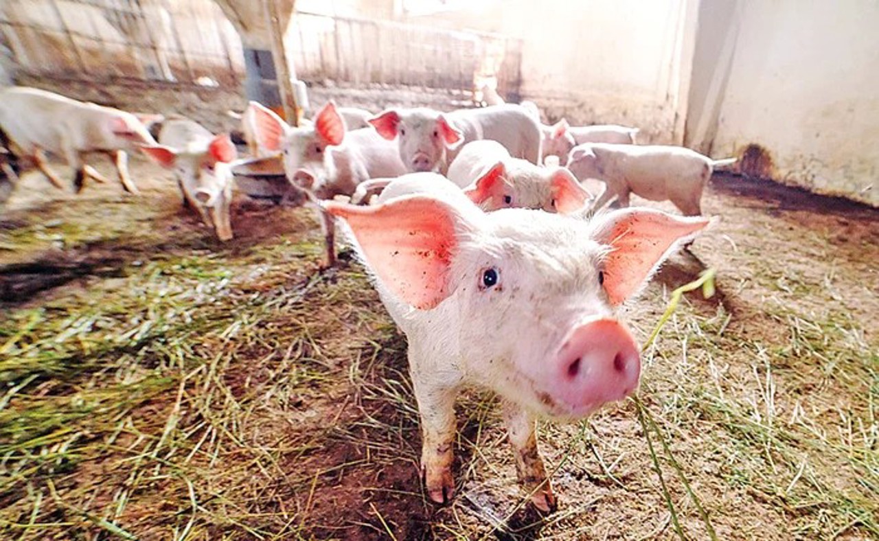 Hâncești farm incident: 70 pigs slaughtered