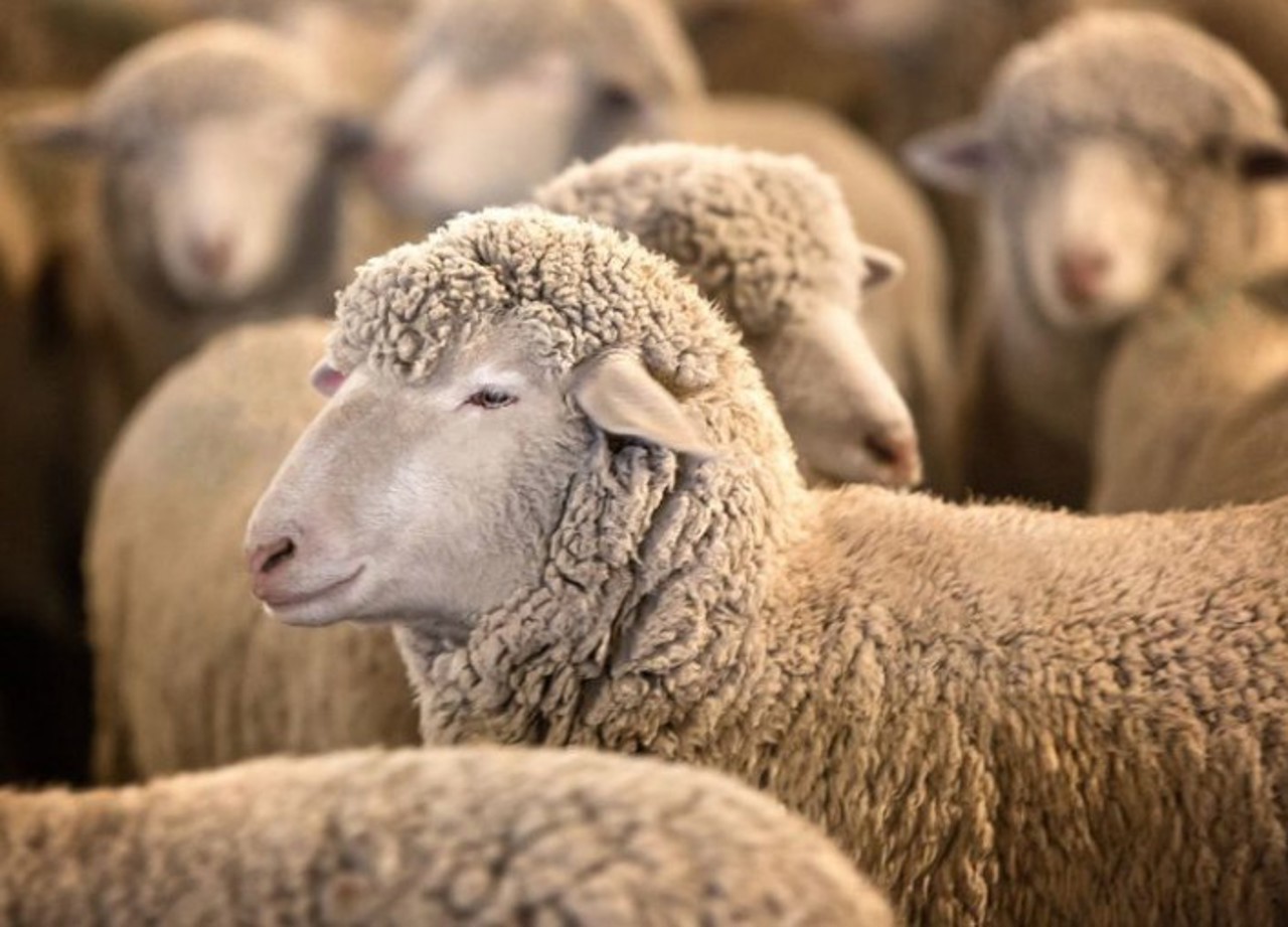 „Tinerii își luau Mercedes, eu investeam în oierit”: Povestea unui proprietar care crește oi din Spania la Cimișlia