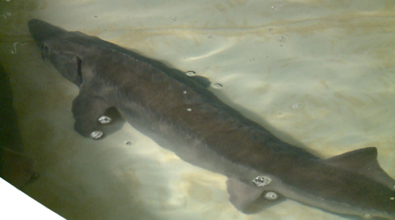 Caviarul moldovenesc, pe piața UE: Primul producător de pe malul drept al Nistrului care a obținut autorizația de export a caviarului în UE