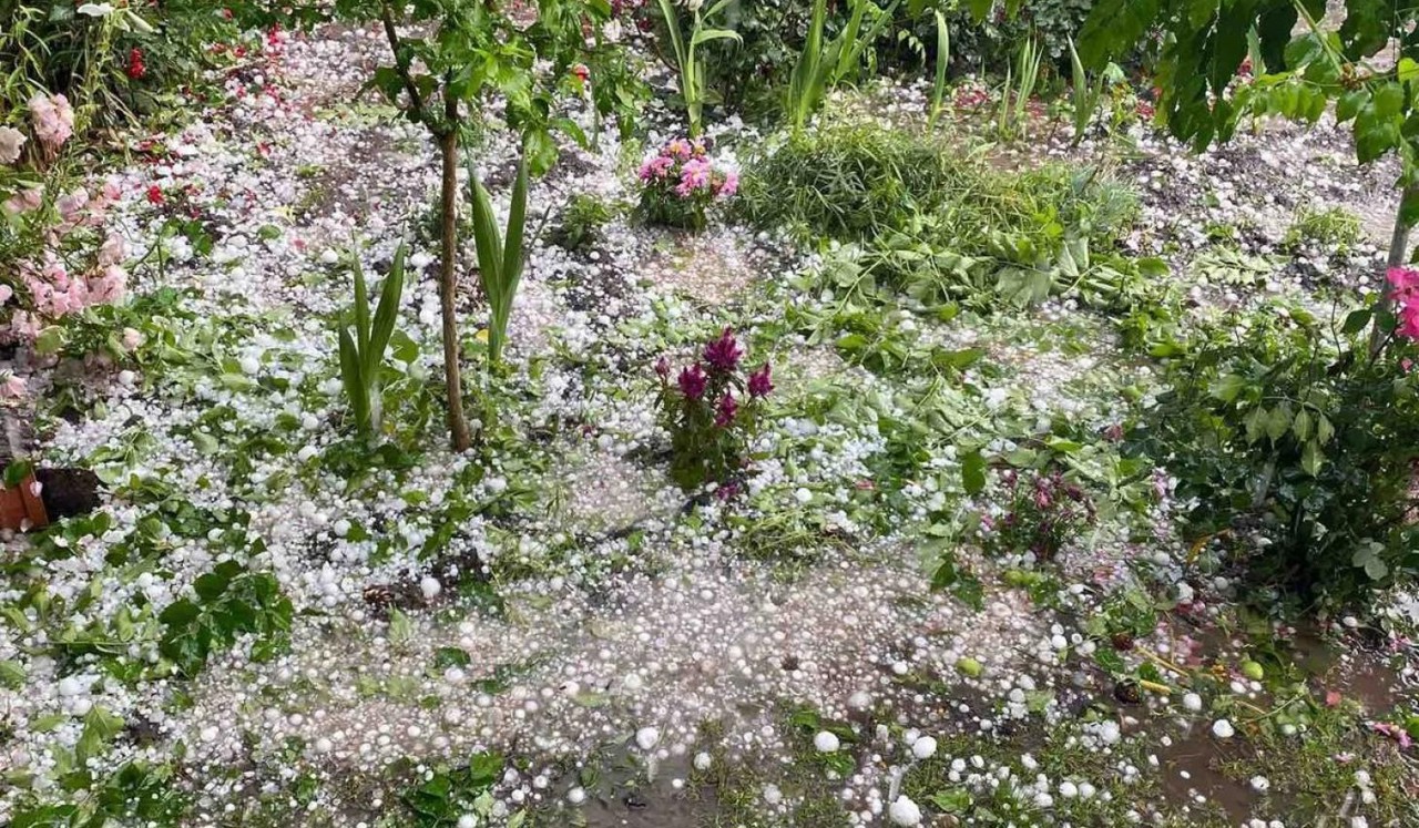 Град уничтожил сотни гектаров сельскохозяйственных культур и садов 