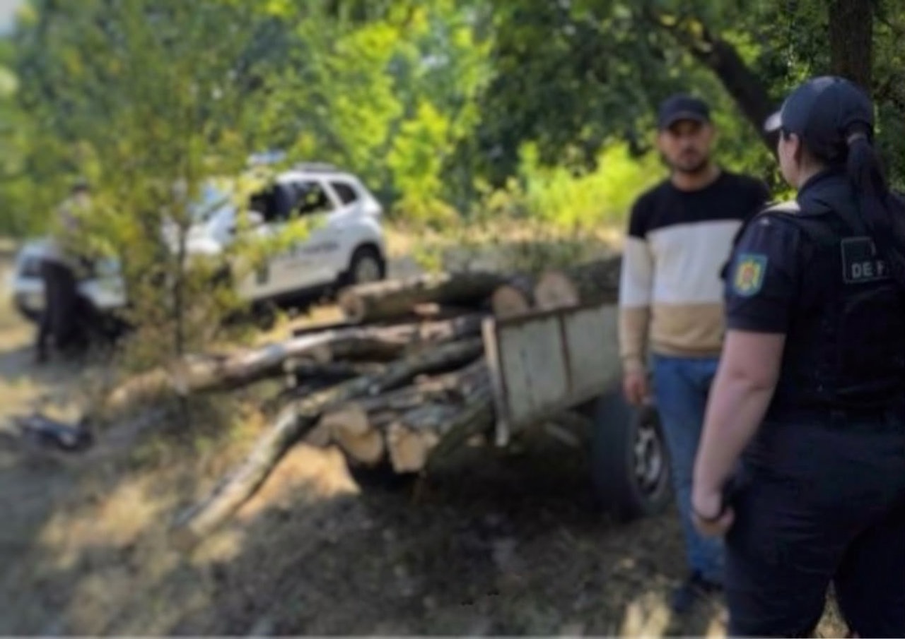 На севере страны выявили незаконную вырубку деревьев в приграничной зоне