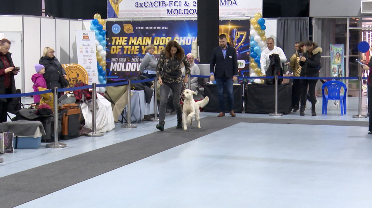 Over 120 dog breeds showcased at the international exhibition in Chisinau