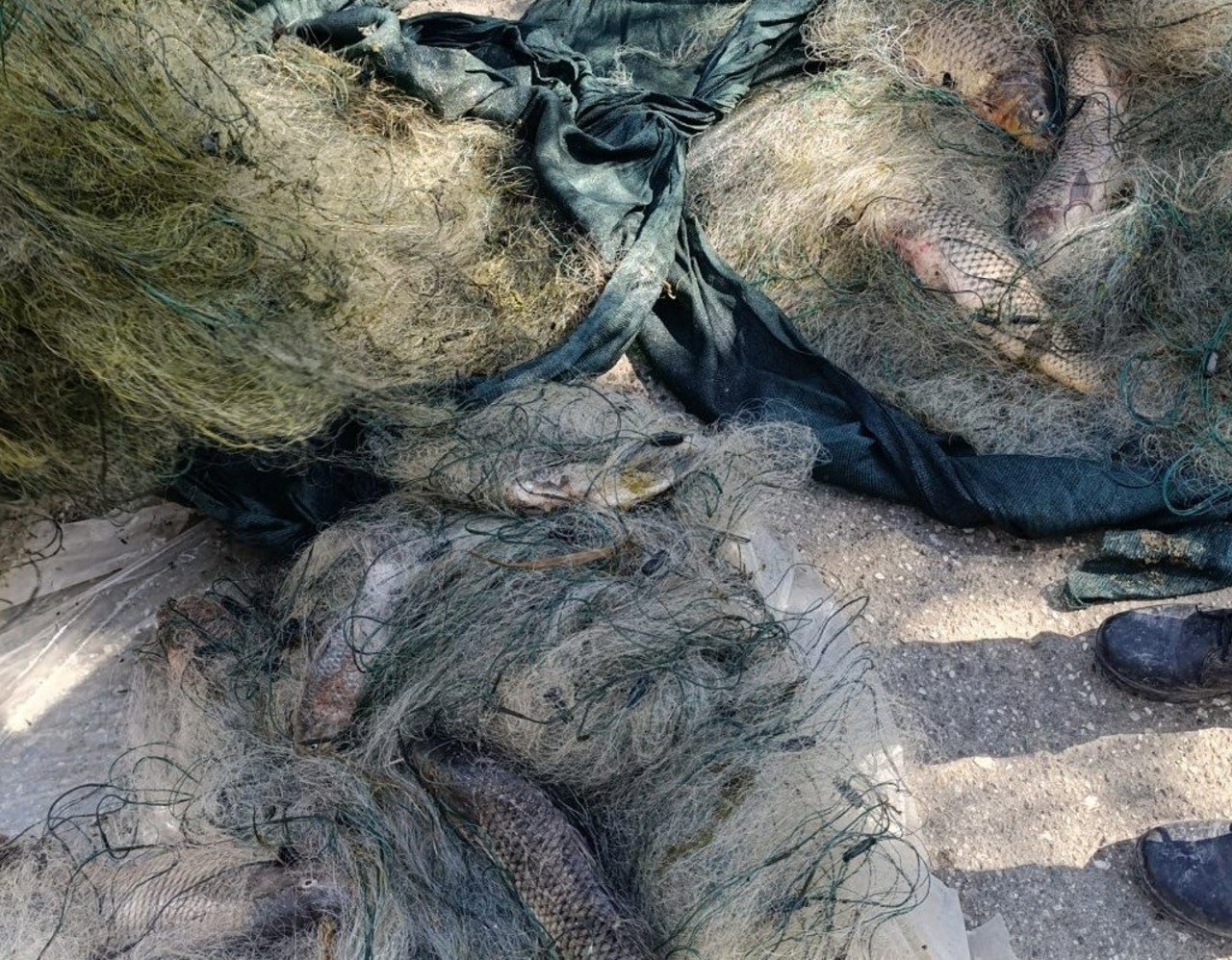 Pescuit ilegal în prohibiție: mai multe cazuri documentate în zona de frontieră