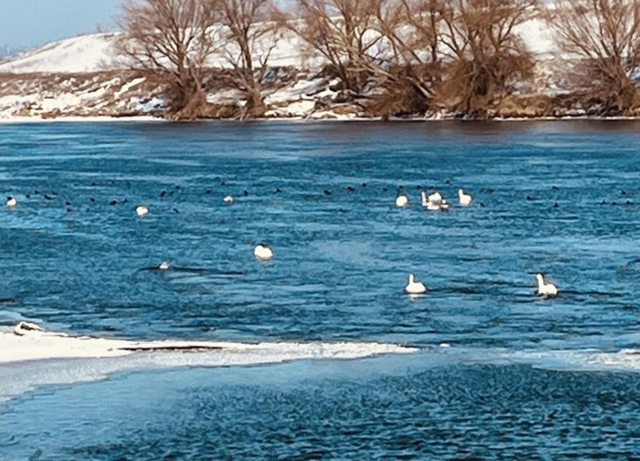 Lebedele de pe Nistru, plasate într-un centru provizoriu pentru a fi ocrotite de înghețuri