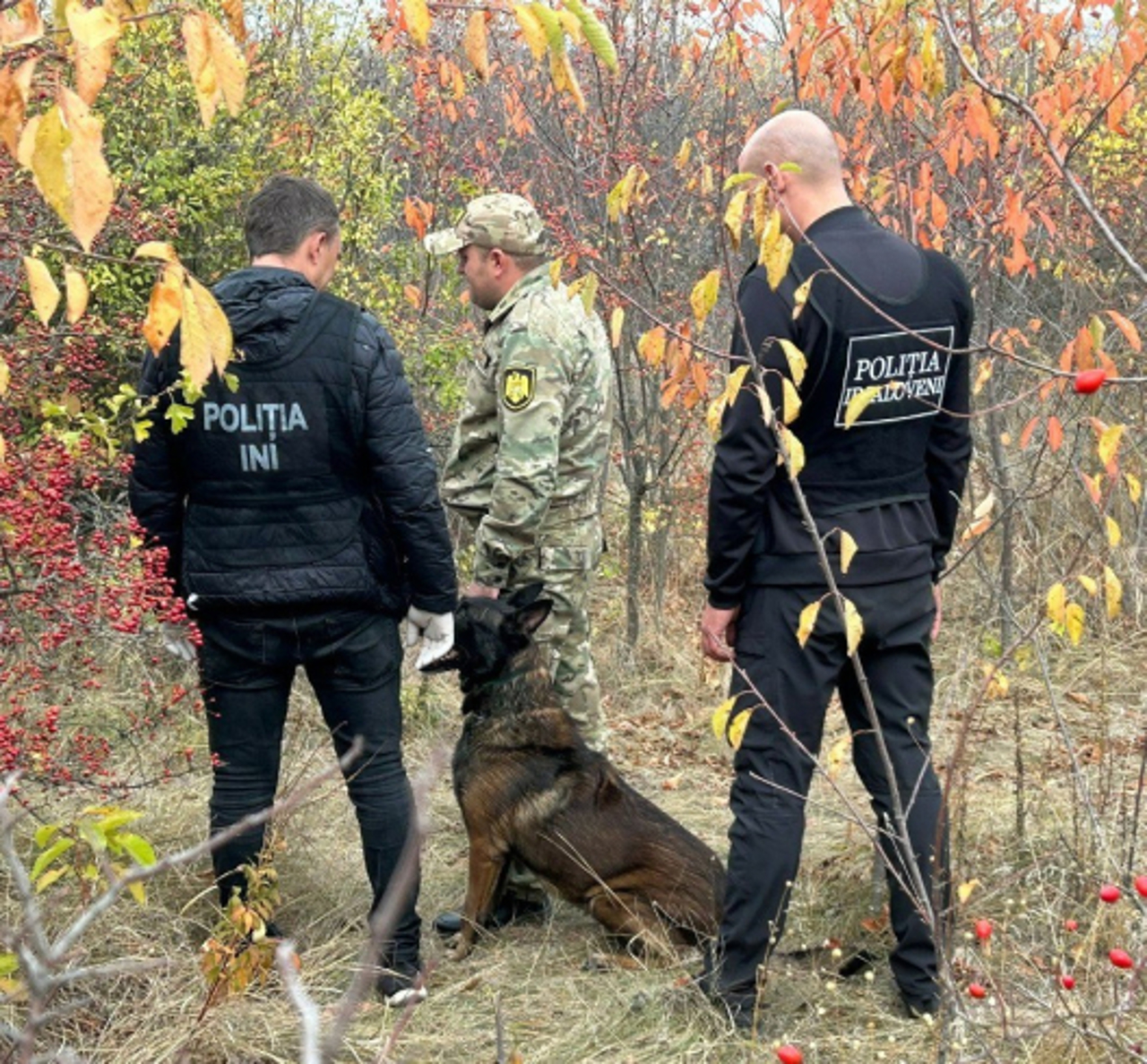 Captură de marijuana de circa 3 000 000 lei lângă Mileștii Mici