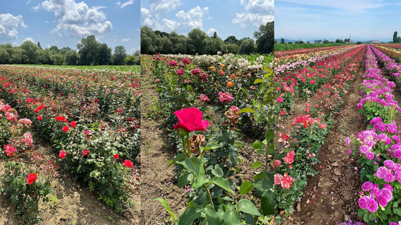 Trandafirul din Moldova cucerește Europa și Asia. În ultimii doi ani, țara noastră a exportat peste 3,5 milioane de butași