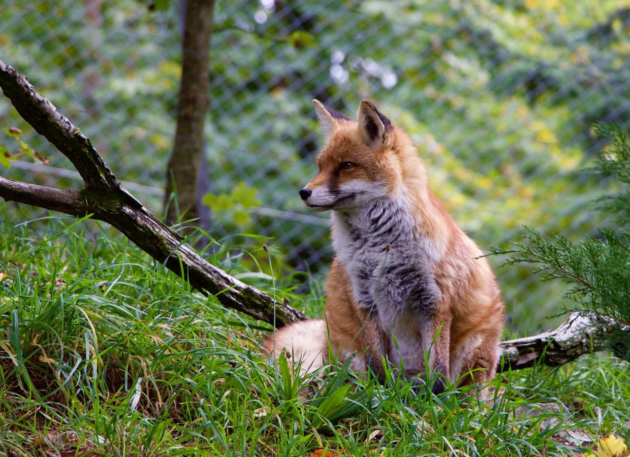 Fox vaccination campaign against rabies starts in Moldova