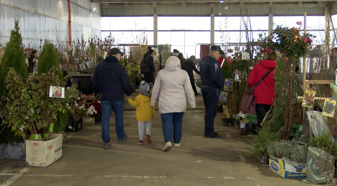 Autumn planting season drives sapling demand in Moldova