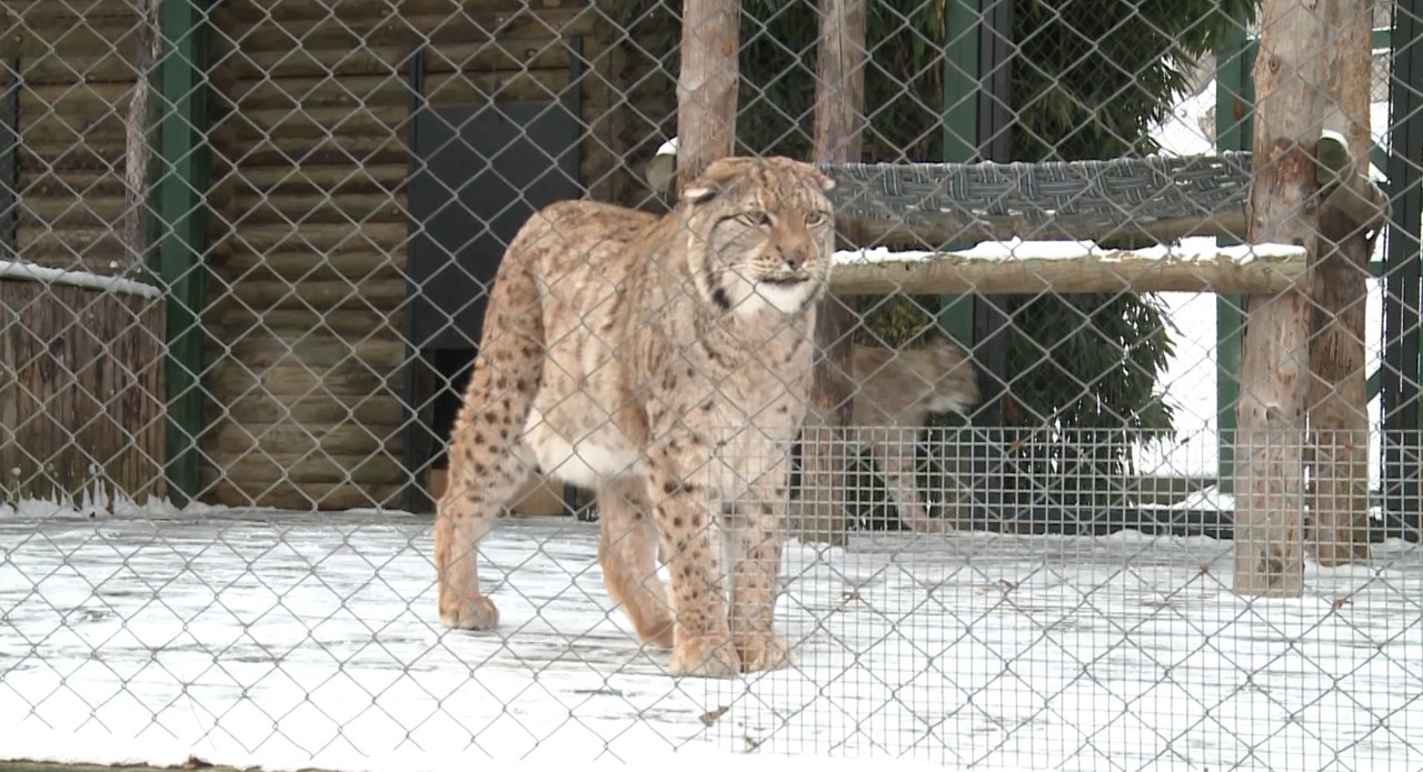 Adăposturi încălzite cu lămpi și meniu bogat în vitamine, printre măsurile de la Grădina Zoologică pe timp de ger 