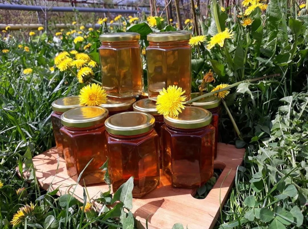Dandelion syrup: a natural “honey” that boosts immunity in the cold season