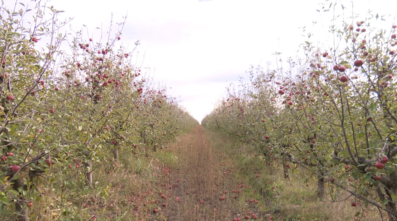 „Consumatorul local merită calitate”: un tânăr pomicultor aduce în magazine mere premium