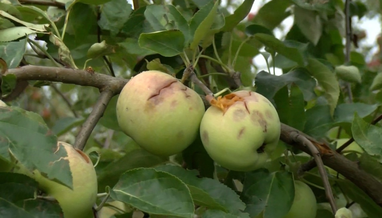 Grindina a făcut prăpăd la Soroca: localnicii se plâng că le-a fost compromisă întreaga recoltă