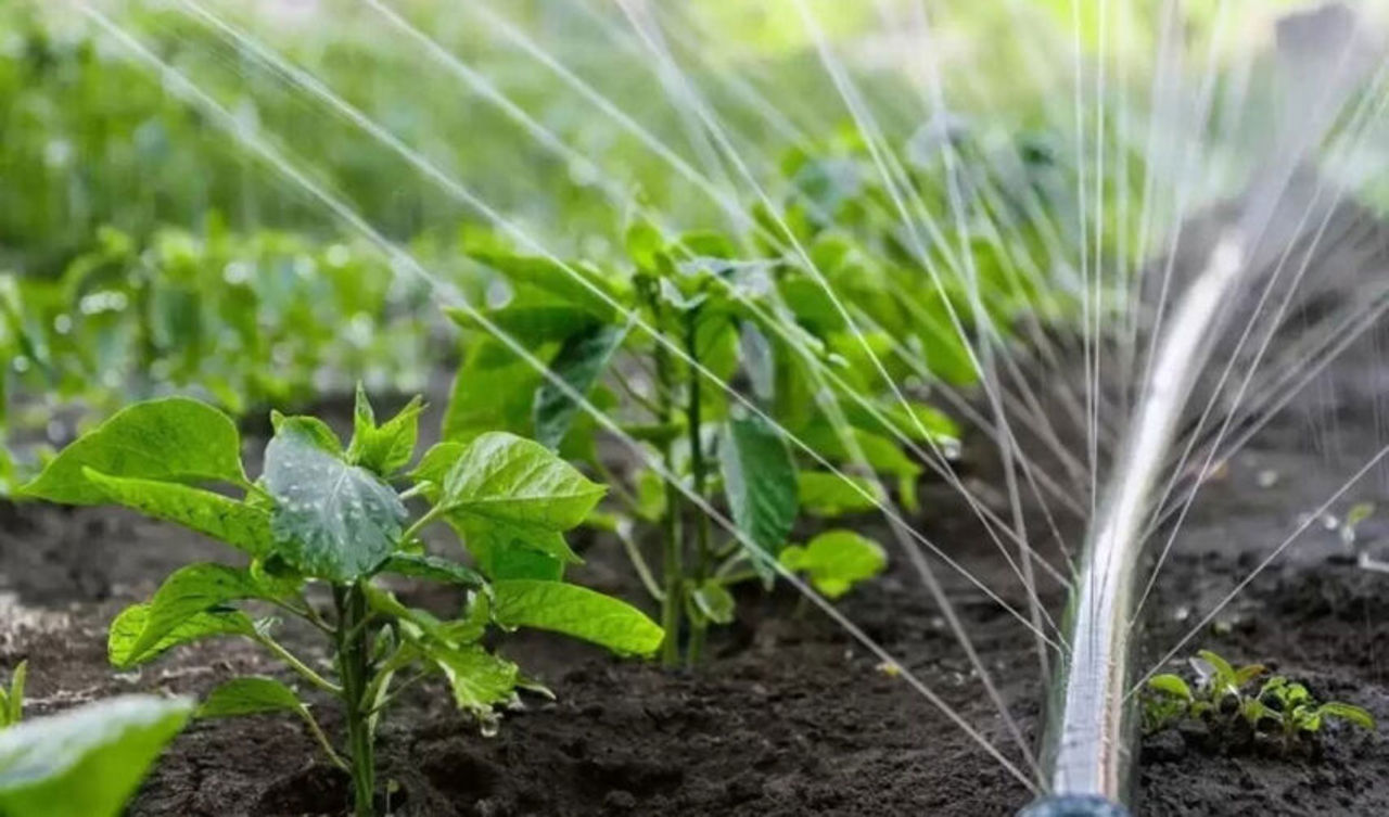 Фермеры на севере страны оказались в ситуации неопределенности из-за реструктуризации госпредприятия Acva-Nord