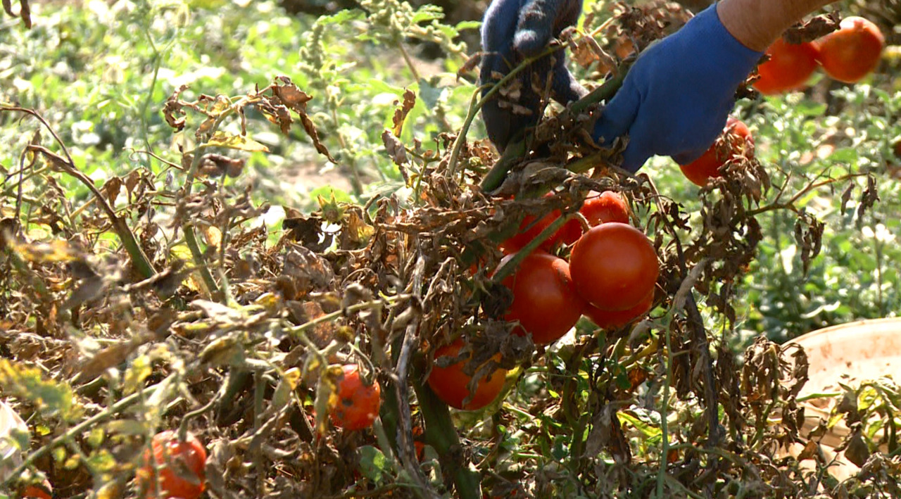 Roșii din belșug în Criuleni: gospodăriile își extind activitatea