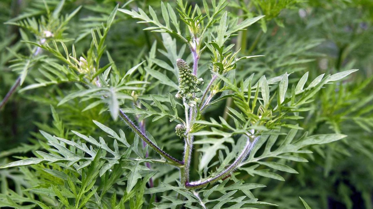 Moldova faces peak ragweed season as allergies surge 