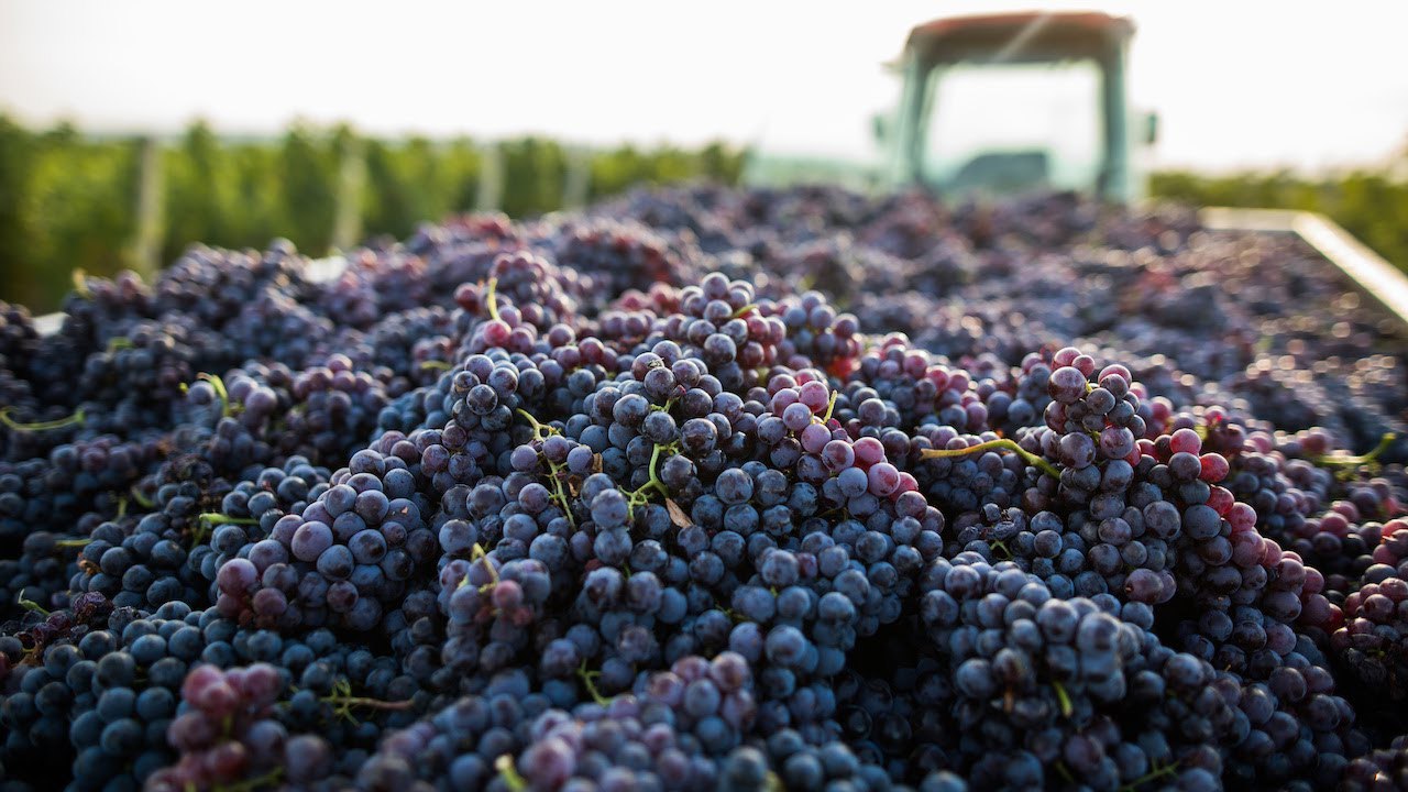 Începe recoltarea strugurilor. Viticultorii se așteaptă la o roadă mai modestă decât anul trecut