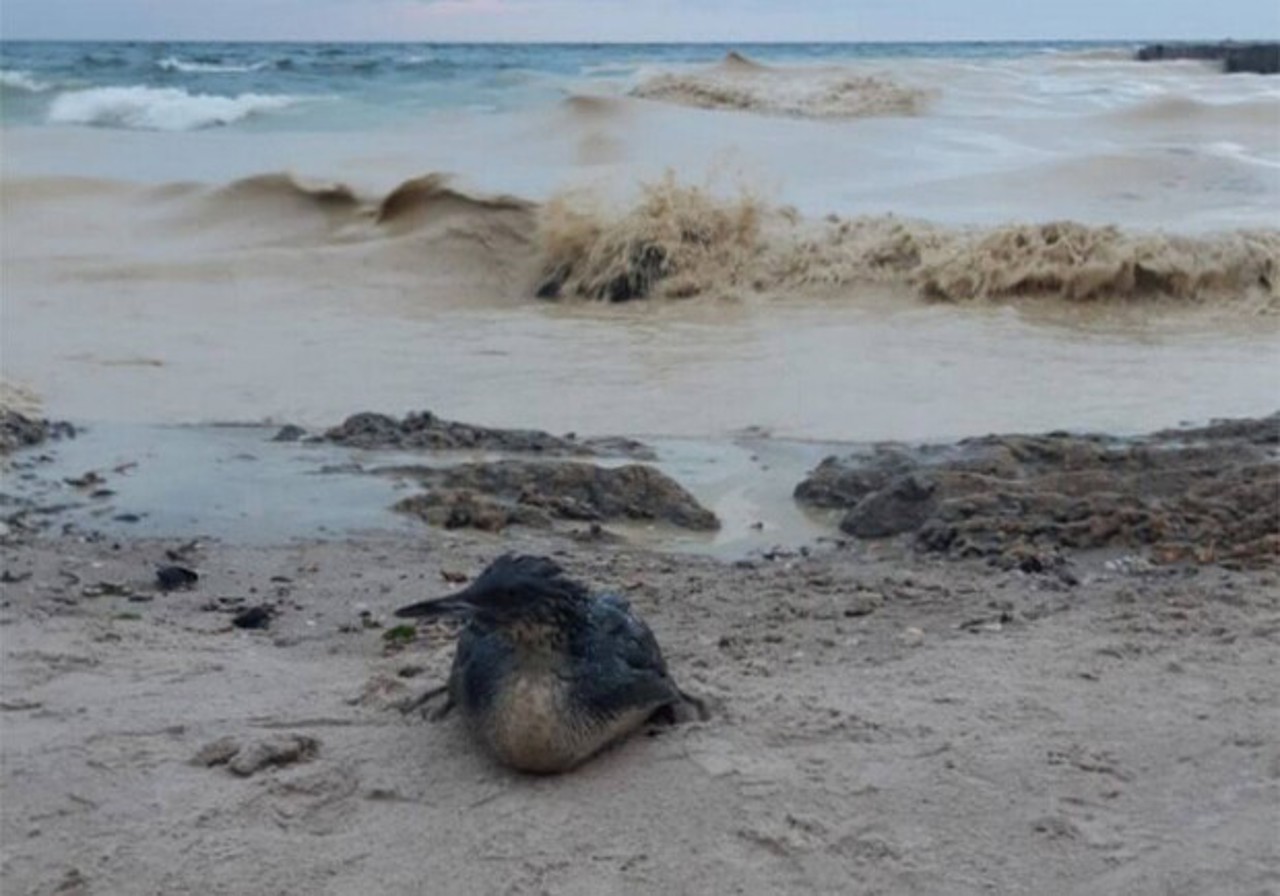 "Экологическая катастрофа". В Черное море после российских ударов по Одессе попали тонны растительного масла