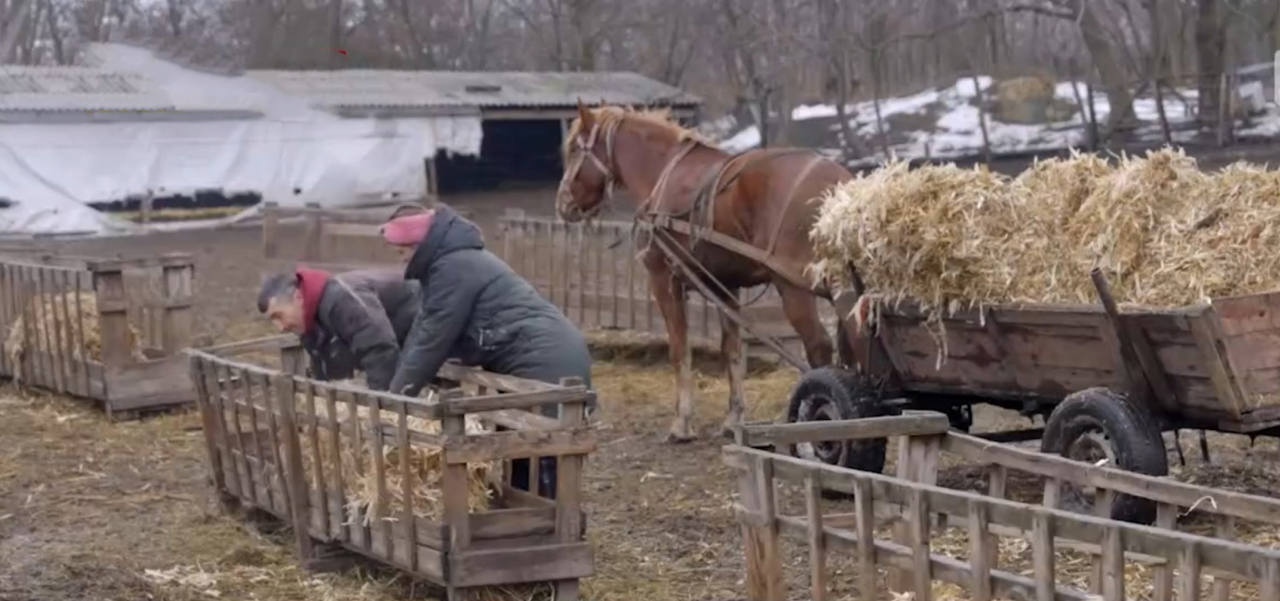 Moldova Sheep Farm Finds Success with ILO Support