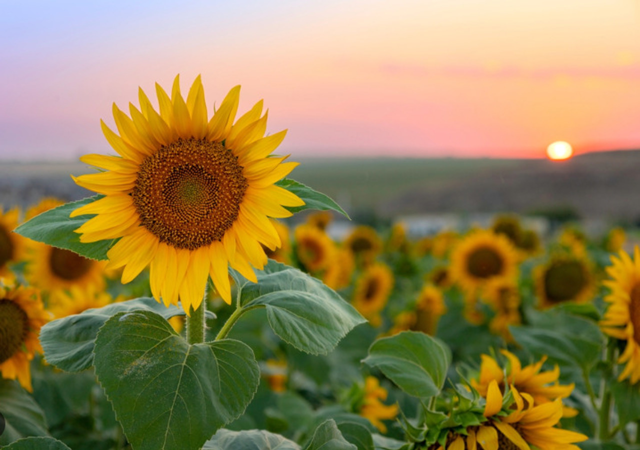 Agriculture in Moldova faces drought; expert calls for a change in farming approach