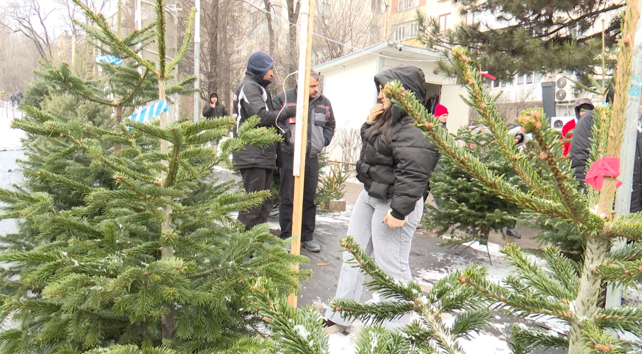 Vânzări de final de an: brazi mai ieftini pentru cei care au așteptat până pe 31 decembrie