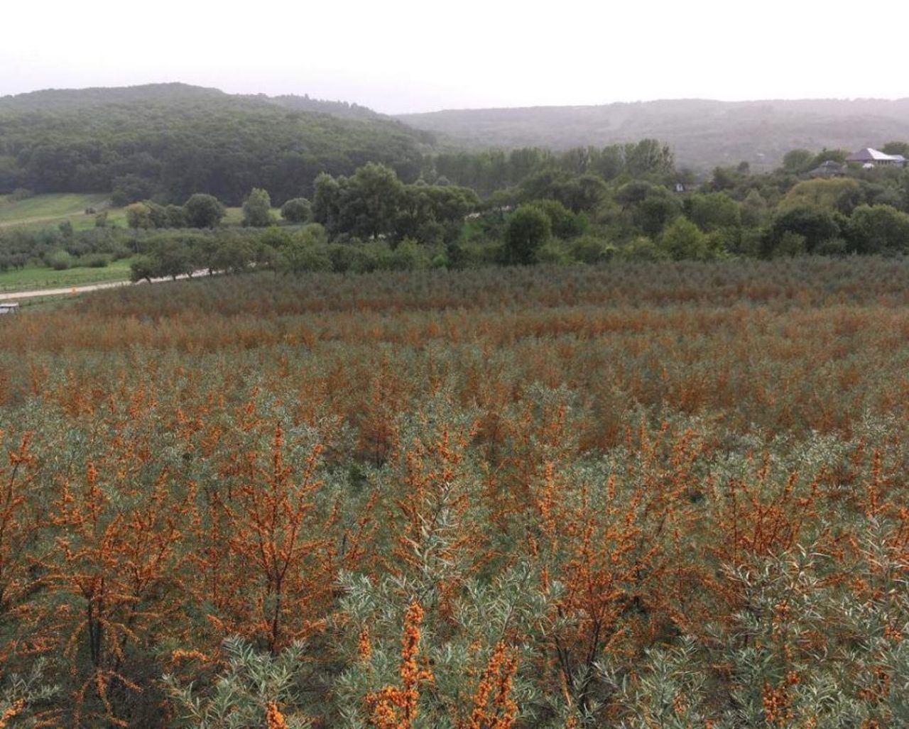 Moldovan siblings build a modern sea buckthorn farm