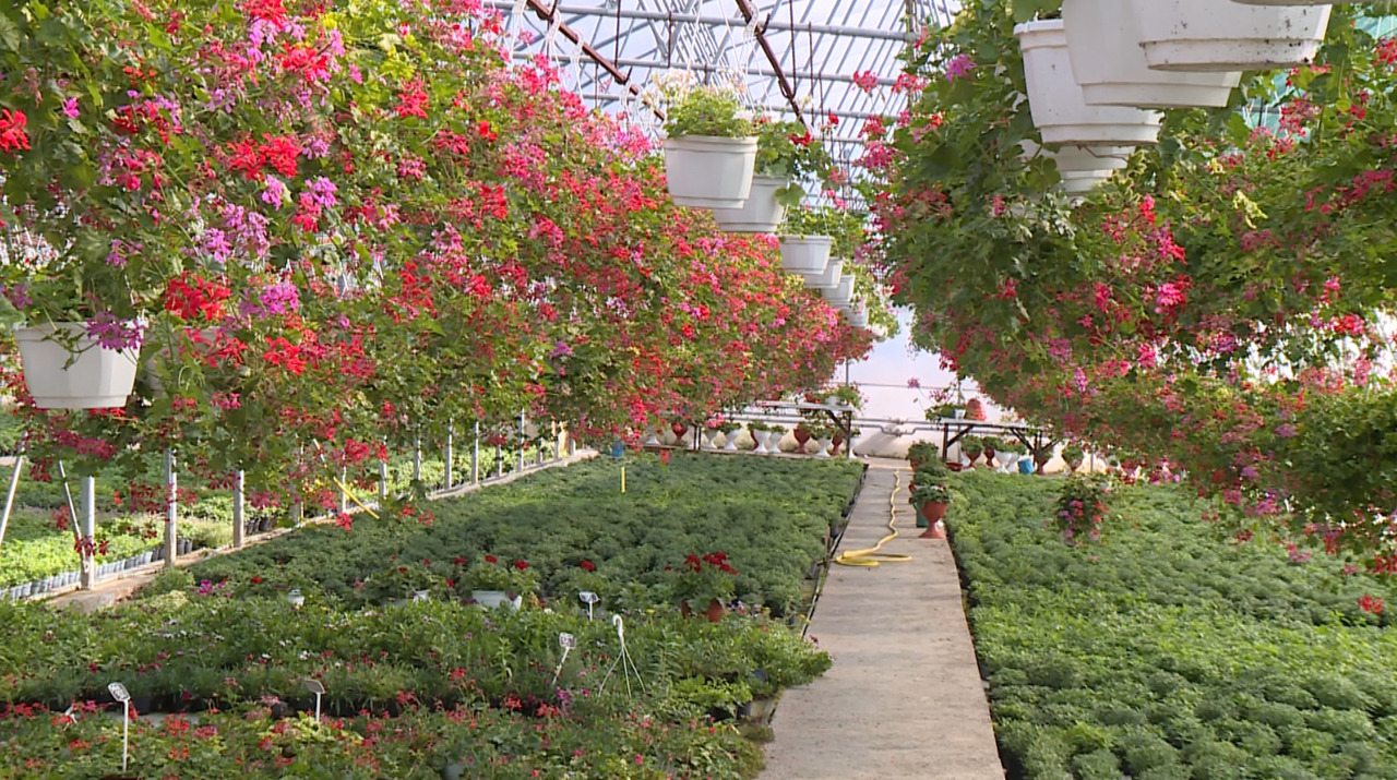 Moldovan family’s floral business thrives on hard work