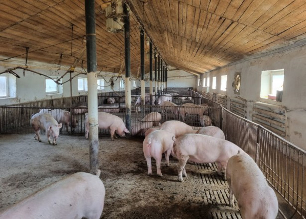 Moldova targets 2026 EU pork export approval