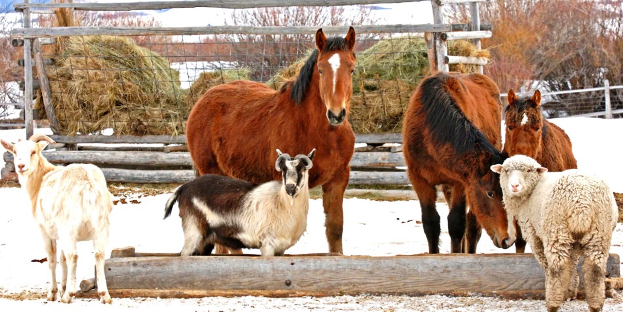 Gerul pune în pericol animalele de companie și pe cele din ferme: Sfaturi utile pentru proprietari